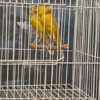 دوعدد قناری ماده اماده تخم گذاری