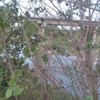 زمین کشاورزی|فروش دفتر صنعتی، کشاورزی، تجاری|کیاشهر, |دیوار