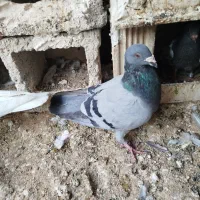 کبوتر پلاکی با ی فنس بزرگ|پرنده|بهبهان, |دیوار