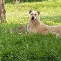 سگ گمشده|حیوانات|اهر, |دیوار