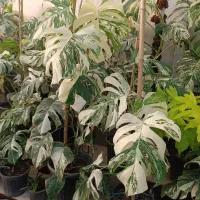 گیاه برگ انجیری|گل و گیاه طبیعی|تهران, شهرک علم و فناوری|دیوار