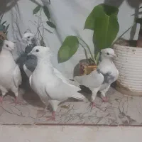کبوتر|پرنده|کرمانشاه, |دیوار