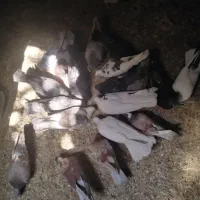 کفتر|پرنده|قم, کیوانفر|دیوار