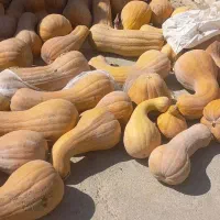 کولکه شیرین به ضمانت