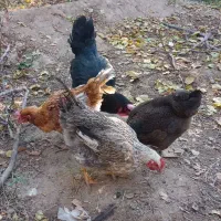 مرغ محلی تخمگذار|حیوانات مزرعه|خسروشاه, |دیوار