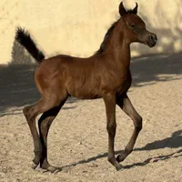 تعدادی نریان بالغ و کره ی عرب مصری (۲سر وارداتی)