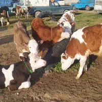 قرمزشرابی سیاه قهوهای گوساله فروشی به تعداددلخواه|حیوانات مزرعه|اصفهان, آبشار|دیوار