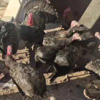 تخم بوقلمون