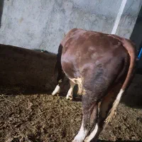 خرید فروش گوساله  گاو
