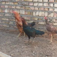 مرغ وخروس|حیوانات مزرعه|تربت جام, رضاآباد|دیوار