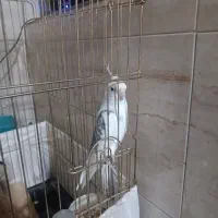 هلندی نر دوکت اهلی