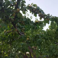 باغ ۱،۳۷۰مترشاهنامه۸۰ گوارشک باامتیازات آب،برق،گاز|فروش خانه و ویلا|مشهد, درزآب|دیوار