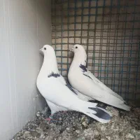 کبوتر پرشی|پرنده|اصفهان, باتون|دیوار