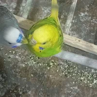 مرغ عشق|پرنده|ارم, |دیوار