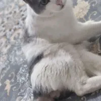 واگذاری گربه رایگان