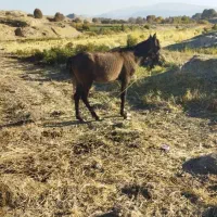 اسب نر|اسب و تجهیزات اسبسواری|صدرا-فارس, فاز ۱|دیوار