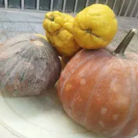 کدو تنبل|خوردنی و آشامیدنی|قم, باغ شریفی|دیوار