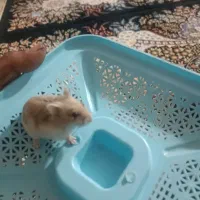 همستر بازیگوش