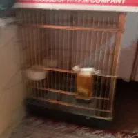 قفس پرنده برای طوطی مینا