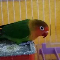 کوتوله|پرنده|زیرکوه, |دیوار