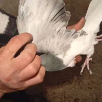 پرنده زدو خوردی ب شرط|پرنده|قزوین, |دیوار