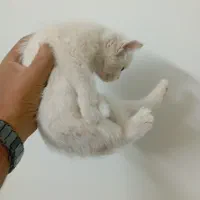 بچه گربه سفید کوچولو|گربه|یزد, |دیوار