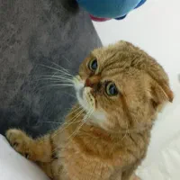 گربه  اسکاتیش فلت
