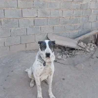 واگذاری  سگ الابای