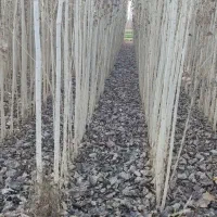 نهال صنوبر استاندارد نهالستانی آماده ارسال|خدمات باغبانی و درختکاری|آمل, |دیوار