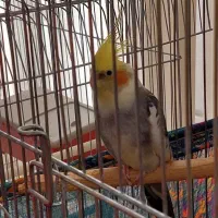 عروس هلندی و قفس|پرنده|گلستان (تهران), |دیوار