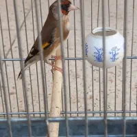 سهره ماده دورگ خاص