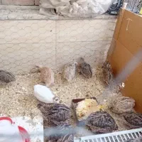 بدلدرچین