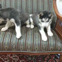 سگ هاسکی ۷ ماهه|سگ|مشهد, میان ولایت|دیوار