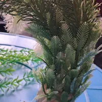 لوازم آکواریوم|ماهی|تهران, جوادیه تهرانپارس|دیوار