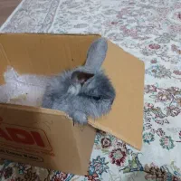خرگوش