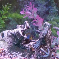 آکواریوم با قیمت فوق العاده|ماهی|رشت, آزادگان|دیوار