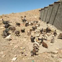 مرغ و بوقلمون