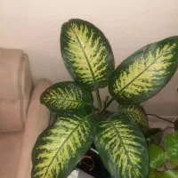 گل و گلدونهای متفاوت