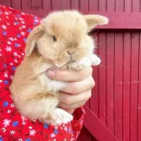 پایگاه پخش خرگوش مینییاتوریو مینیلوپ واکسن زده|موش و خرگوش|اصفهان, خانه اصفهان|دیوار