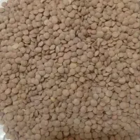 عدس ریز و درشت