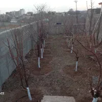 کلیه امور باغبانی هرس.علفزنی.سم پاشی کاشت نهال|خدمات باغبانی و درختکاری|هشتگرد, شهرک ولیعصر (مصلی)|دیوار