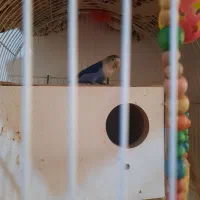 کوتوله برزیلی آبی رنگ،معاوضه با قناری یا فنچ گلدین|پرنده|تهران, زهتابی|دیوار