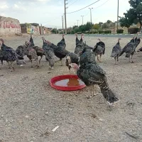 مرغ و خروس محلی و بوقلمون محلی