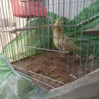 یک عدد عروس هلندی نر