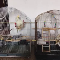 با سلام عروس هلندی با قفس و تمام لوازم