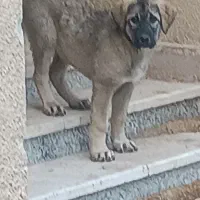 توله سراب ۳ ماهه ماده