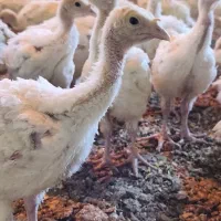 جوجه بوقلمون گوشتی|حیوانات مزرعه|قوچان, |دیوار