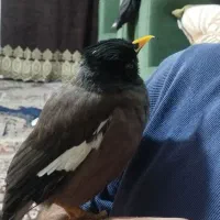 مینا|پرنده|مشهد, منزل آباد|دیوار