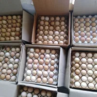 فروش تخم نطفه دار مرغ محلی، گوشتی، بوقلمون و قر..