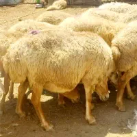 میش چاق بره نرینه فروش گوسفند زنده آگهی دارای فیلم|حیوانات مزرعه|مشهد, توس (بلوار توس)|دیوار